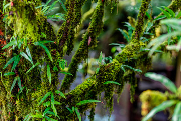 The natural background of the mountain atmosphere, green rice fields and many kinds of plants surrounding, rainbow and a walkway to see the completeness of the ecosystem.