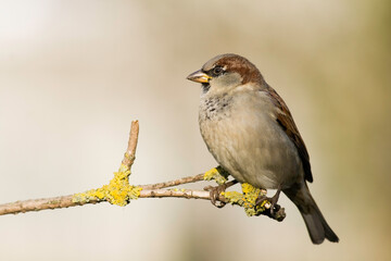 Fototapeta premium Bird - male House sparrow Passer domesticus sitting on the branch