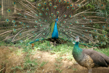 Obraz premium A pair of peafowl, a female peahen in the foreground and the male peacock displaying his train.