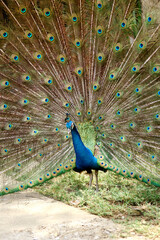 Obraz premium A peacock (pavo cristalus) showing its exquisite and vibrant plumage with detailed eye spots, highlighting the bird's natural beauty
