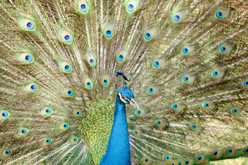 Obraz premium A peacock (pavo cristalus) showing its exquisite and vibrant plumage with detailed eye spots, highlighting the bird's natural beauty