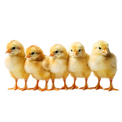 Little Hatchling Chicks Together On Transparent Background
