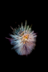 Fototapeta premium Macro Series : Fountain grass flowers with black background
