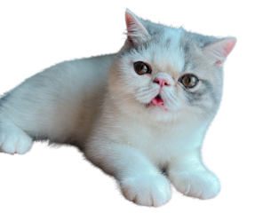 Exotic short hair cat -2