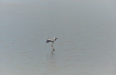 A heron is looking for fish for food. The scene in the mine in silver Malaysia.