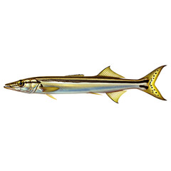 Fototapeta premium Slim Ocean Predator Fish On Transparent Background 