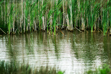 Park in the UK, Lake with birds