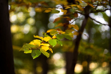 Leuchtende herbstliche Blätter mit unscharfen Hintergrund im Wald