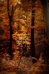 Dunkler orange Farben Herbstwald 