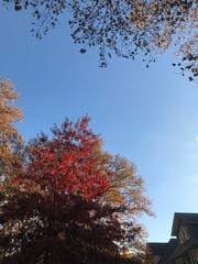 autumn trees in the park