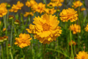 Obraz premium Yellow Coreopsis flowers blooming in a field of Chrysanthemum paludosum