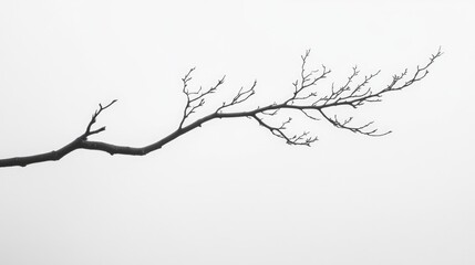 Obraz premium Bare Branch Against a Foggy Sky