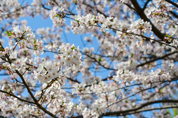 Obraz premium Blooming cherry blossom trees in Japan
