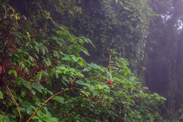natural background of many species of plants that are laid out in the park, for the propagation of the species and to provide shade for those who stop by while traveling to study the ecology.