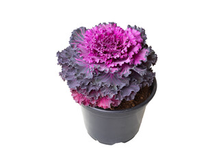 Decorative cabbage with violet leves top view. isolated on white background