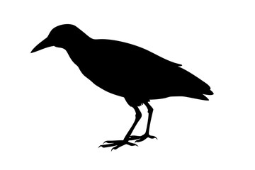 Night Heron Isolated Vector Illustration Art