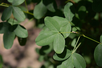 Dalmatian laburnum leaves