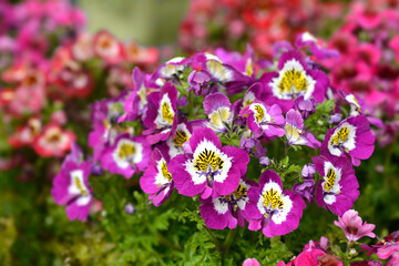 Obraz premium Butterfly flower