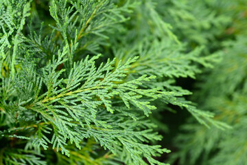 Lawsons Cypress Globosa branch