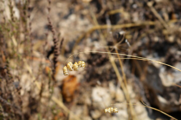 Large quaking grass seeds
