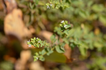 Winter marjoram small flowers