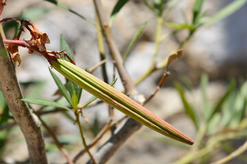 Common oleander seed pod