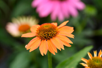 Orange coneflower