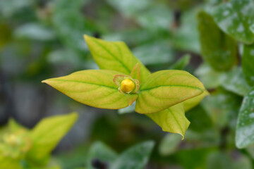 Obraz premium St. Johns Wort Magical Beauty flower bud