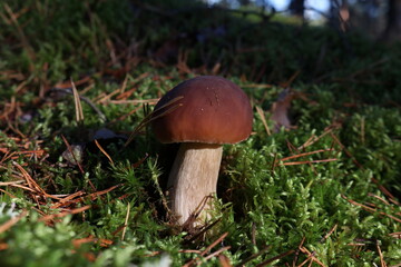 boletus edulis mushroom