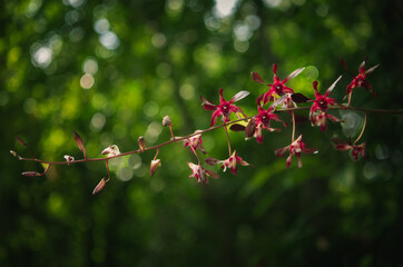 Beautiful orchid flower with natural background.
