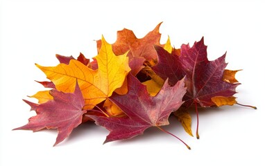 Fototapeta premium autumn leaves and chestnuts