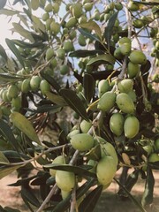 A cluster of vibrant green olives that are growing abundantly on a healthy tree in a sunny environment