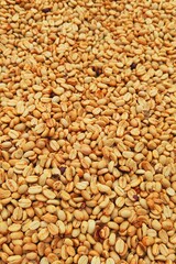 Naklejka premium Coffee beans,In the ferment and wash method of wet processing