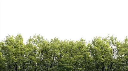 Fototapeta premium Green trees in the forest isolated on white background