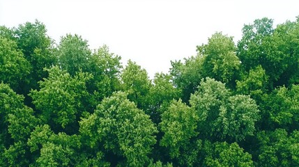 Fototapeta premium Green trees in the forest isolated on white background