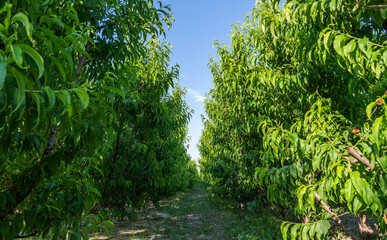 A lush orchard of fruit trees with thick green foliage creates a serene tunnel-like pathway. The ground is covered with scattered fallen fruits.