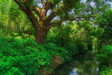 The beautiful scenery of forests and streams in mountainous areas of Zhejiang Province, China