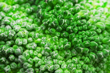 This close-up surface of fresh green broccoli florets, focusing on the intricate textures and small bud-like formations. The bright green color and natural details of the broccoli are highlighted. 