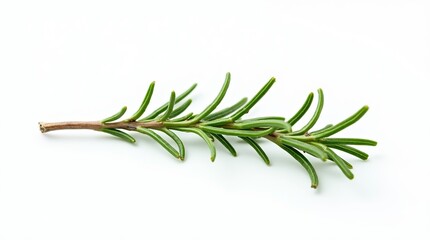 Fototapeta premium twig of rosemary