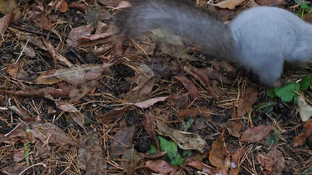 grey squirrel hides food supplies of nuts for winter under leaves on autumn day in forest