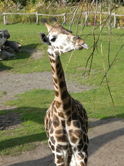 Zoo, nature, wild life, animals