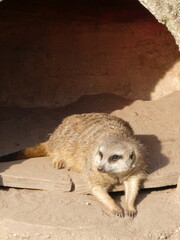 Zoo, nature, wild life, animals
