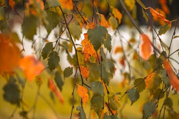 Vibrant autumn leaves on branches.