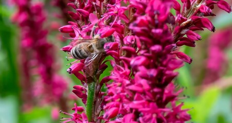 Bee pollinating vibrant pink flowers