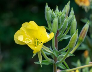 Yellow evening primrose close-up with green buds.