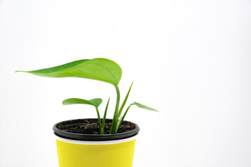 Epipremnum home potted plant in yellow pot with soil isolated on white background. Young green leaves. Flower business. Copy space. High quality