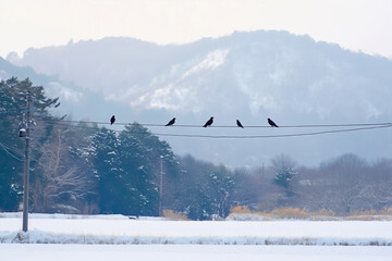 Fototapeta premium 日本の雪景色の中にある雪原と遠くの山々を背景に、電線に止まった黒い鳥の列。