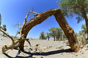 Fototapeta premium Populus euphratica trees in the desert