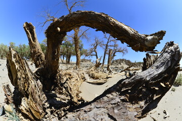 Fototapeta premium Populus euphratica trees in the desert