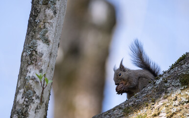 木の上で木の実を食べるニホンリス
